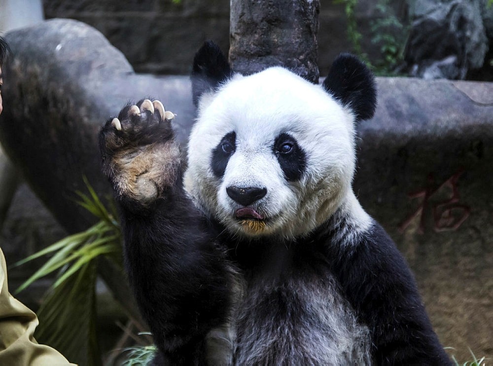 Basi the giant panda gestures during ceremonies to mark her 35th birthday at the Fuzhou Giant Panda Research Center in Fuzhou in southeastern China's Fujian province. (Chinatopix via AP)