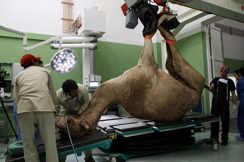 A camel is brought in for foot surgery at the Dubai Camel Hospital in Dubai, UAE (Reuters Photo)