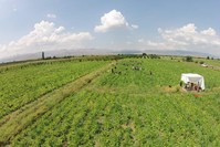 The Sustainable Use of Biomass Project will reduce 440,000 tons of carbon emissions in Turkey by generating energy from agricultural waste. (IHA Photo)