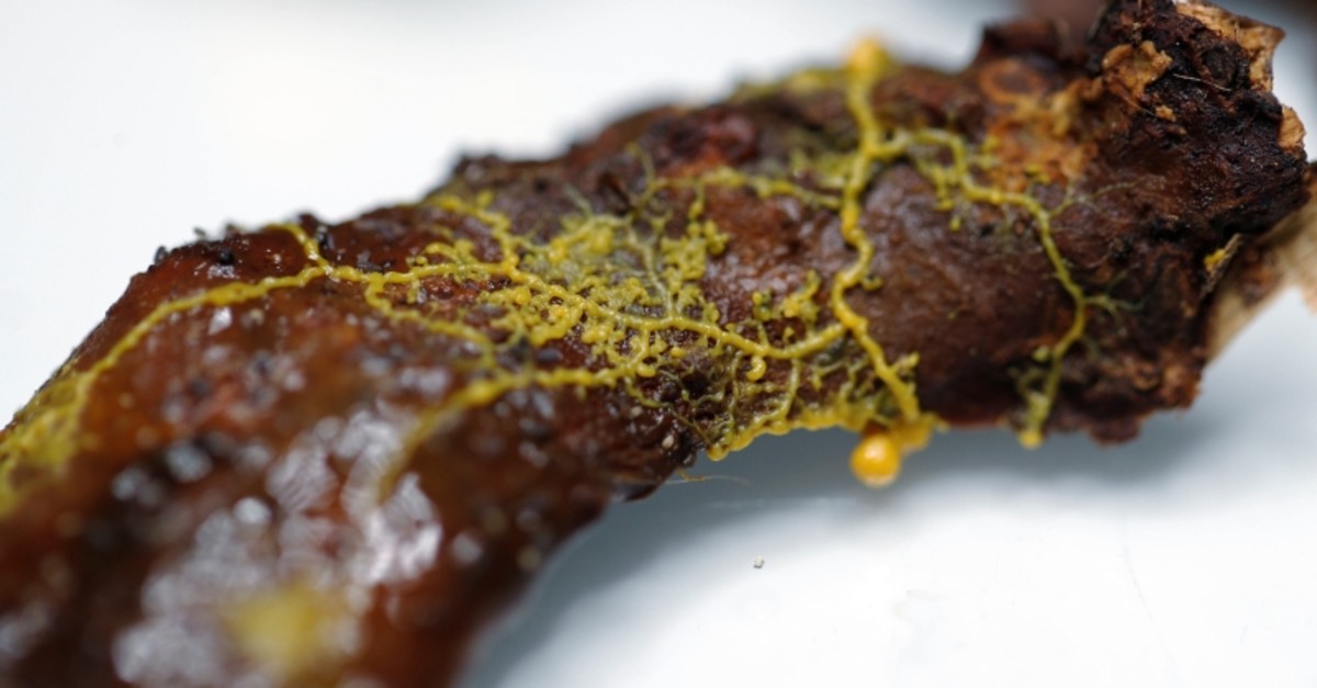 The ,blob,, slime mould (Physarum polycephalum), a single-celled organism forming over a piece of tree chunk, is pictured at the Paris Zoological Park during a press preview in Paris, France, October 16, 2019. (Reuters Photo)