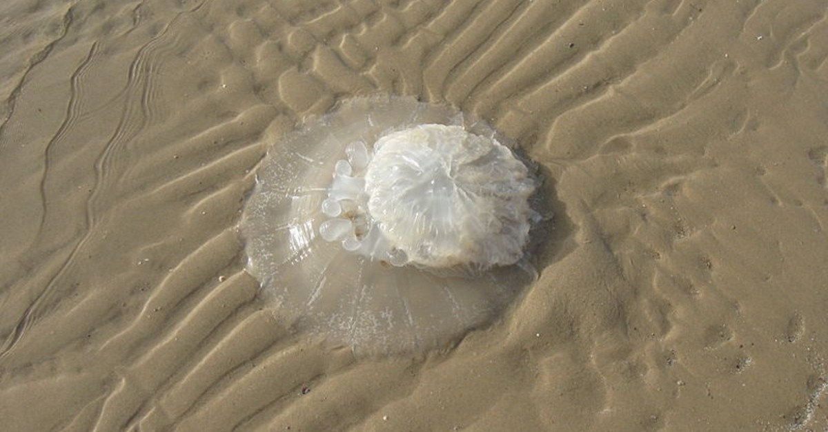 Photo dated Feb. 19, 2010 shows a Rhopilema nomadica washed up on a beach. (Photo courtesy of Ori~ / WIKIMEDIA COMMONS Photo)