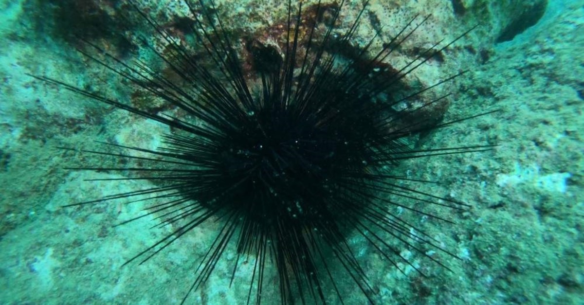 Sea urchins can be distinguished by their long, black spines. (?HA Photo) 