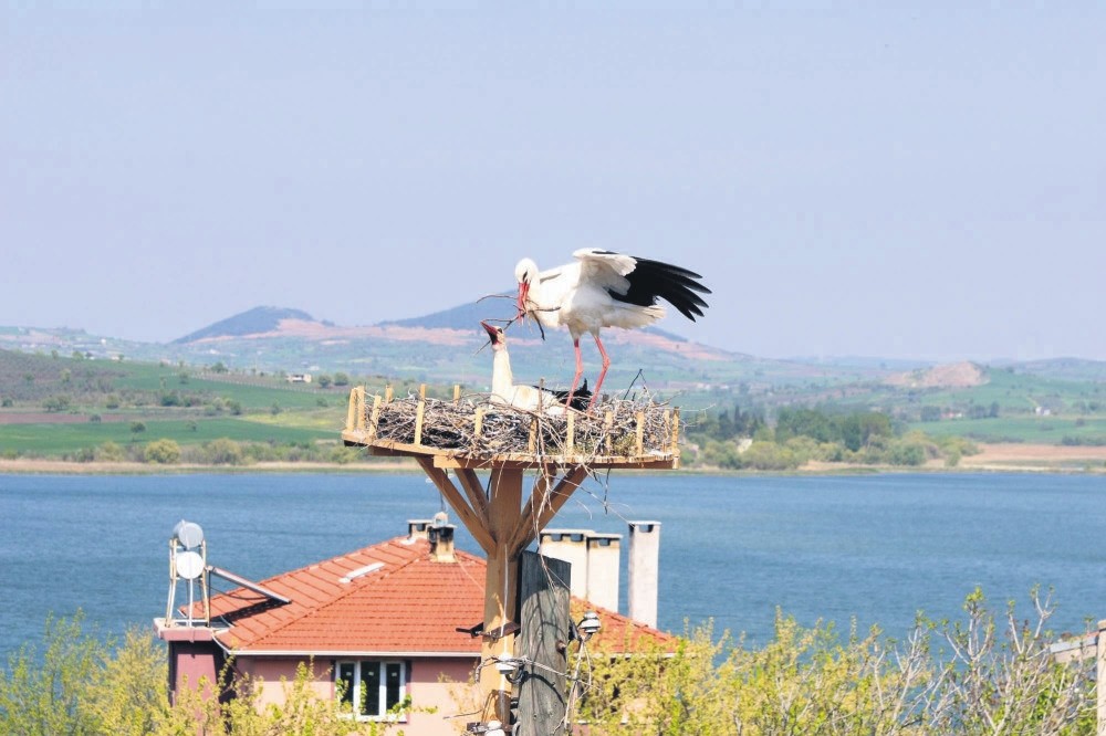 Artificial nests for storks were put on the electric poles and roofs in Eskikaraau011fau00e7.