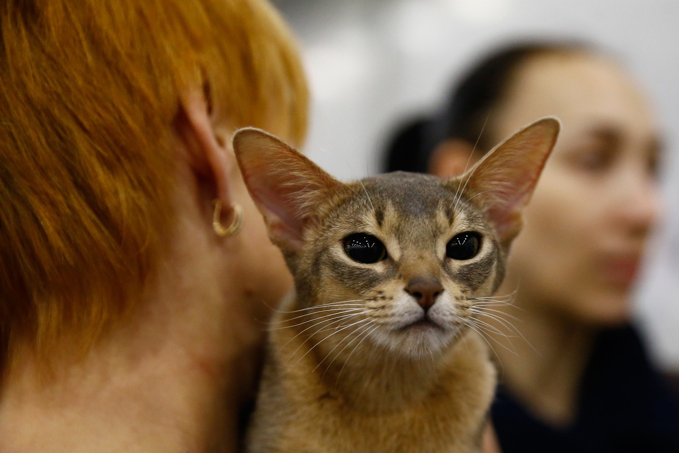 2017 Grand Prix Royal Canin 