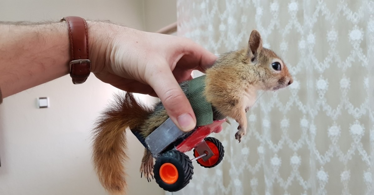 Paralyzed Squirrel Returns To Wild Thanks To Walker Daily Sabah
