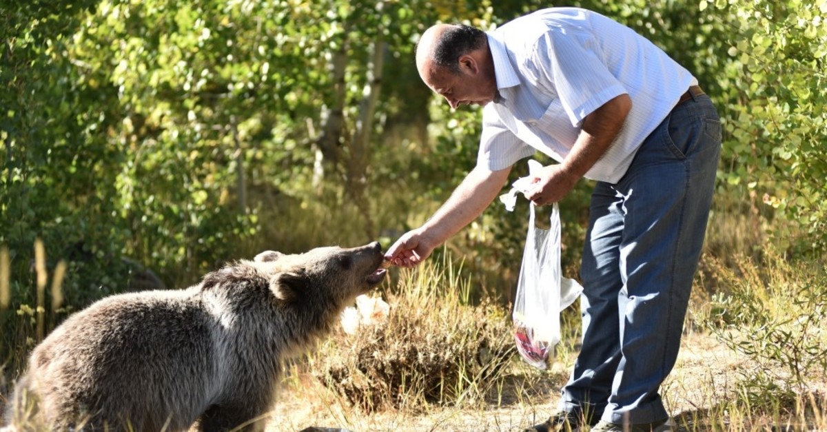 A comprehensive law can put an end to animal rights issues in Turkey | Daily Sabah A comprehensive law can put an end to animal rights issues in Turkey | Daily Sabah