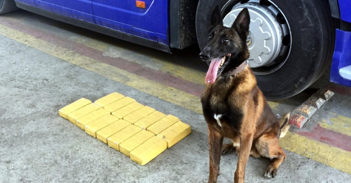 Photo shows police sniffer dog Tina and the 15,5 kilograms of heroin she helped police bust in southern Turkey. (DHA Photo)