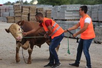 A team of catchers play out a scenario of capturing a fleeing bull in the northern city of Samsun, Aug. 8, 2019.