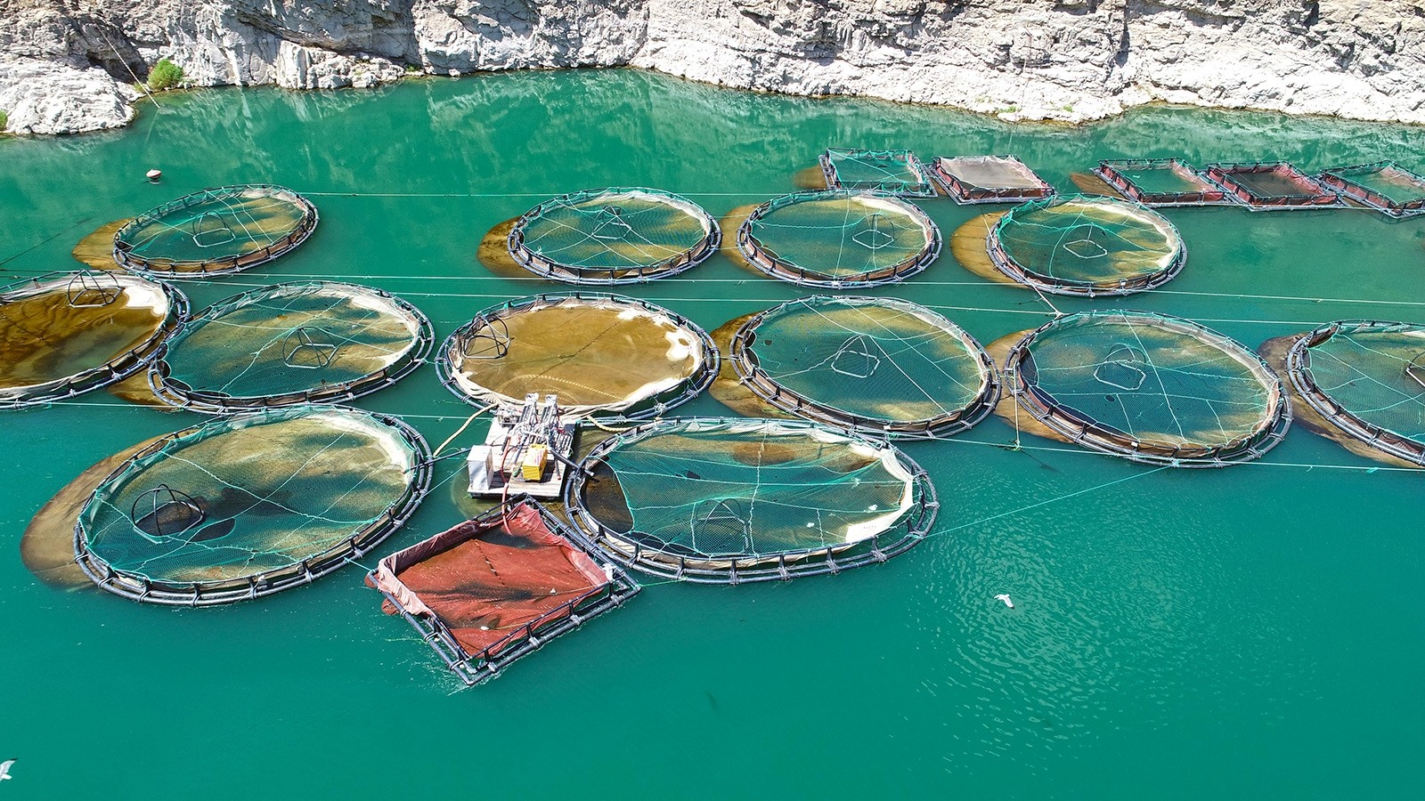 Рыбная ферма по выращиванию форели и лосося в турецком Элязыге