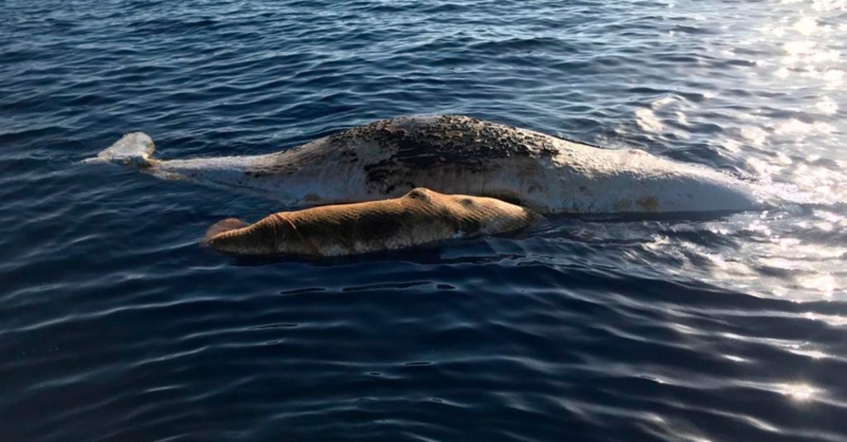 A sperm whale and its baby, tangled in a fishing net, lie dead in the Tyrrhenian sea off Italy, Thursday, June 20, 2019. ( AP Photo )