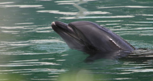 غضب في اليابان بسبب ترك الدولفين هني وبطاريق للموت في معرض مهجور للأحياء المائية