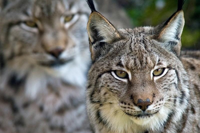 Two Iberian lynxs look out from their enclosure at a nature reserve in Cabarceno near Santander in northern Spain February 28, 2006. (Reuters Photo)