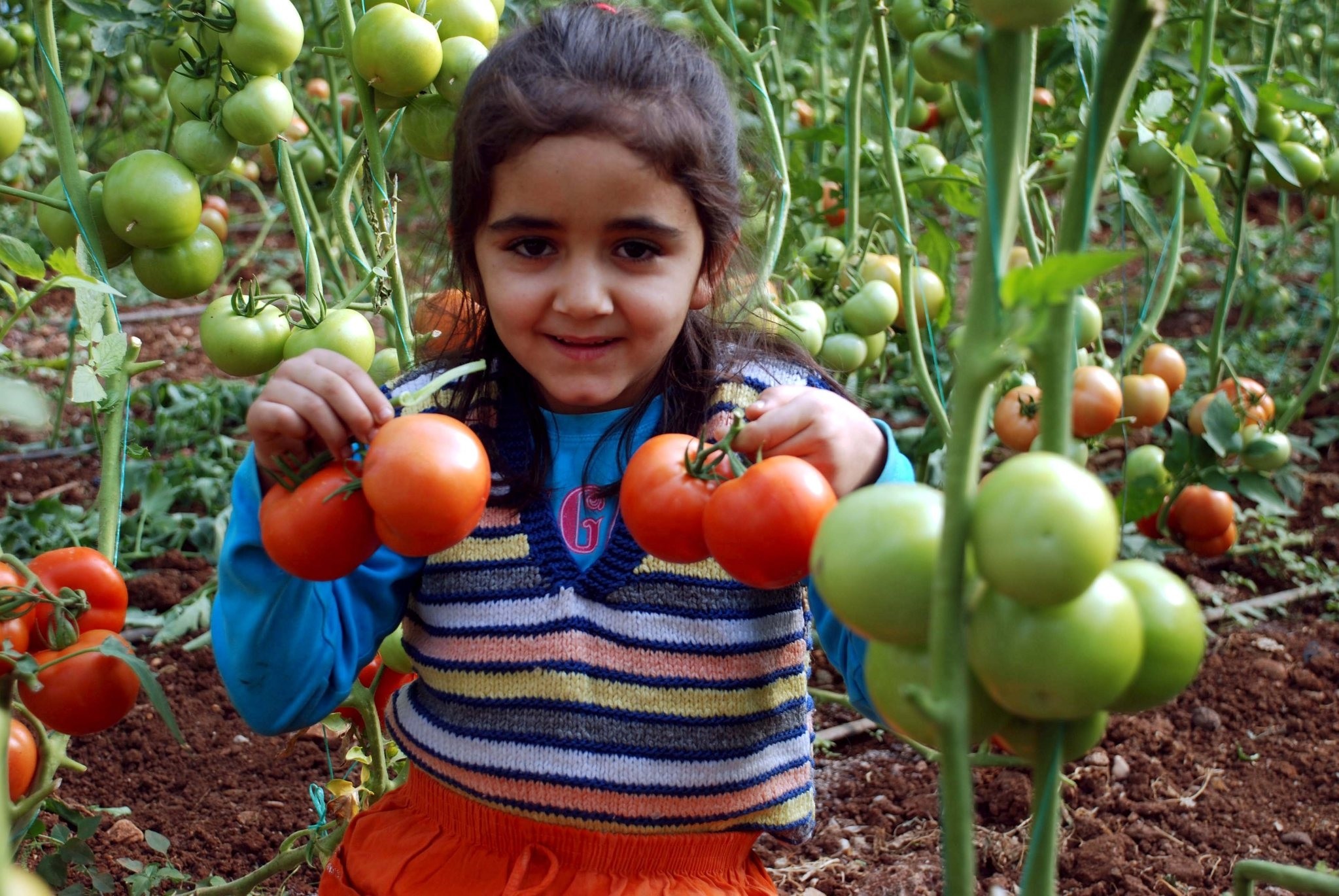 A Turkish child holding tomatoes in Mersin which exported almost 90 percent  of its tomato production to Russia prior to the embargo.