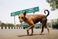 A stray dog walks on a road in Lucknow, in northern Indian state of Uttar Pradesh, Monday, May 7, 2018. (AP Photo)