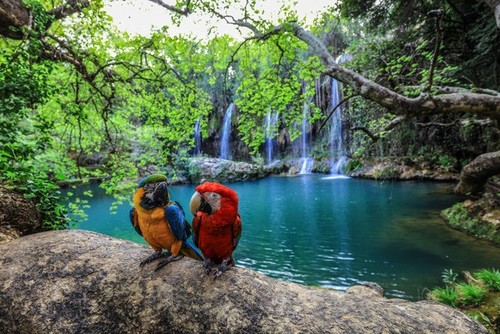 Into the wild at Kurşunlu Waterfall Nature Park, home to various species |  Daily Sabah