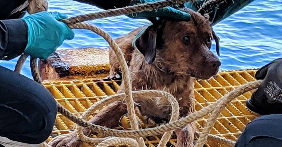 This handout from Vitisak Payalaw taken on April 12, 2019 and released to AFP on April 16, 2019 shows Boonrod the dog after he was rescued by workers on an oil rig off the coast of the Gulf of Thailand. (AFP Photo)