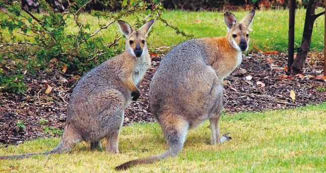 Kangaroo attacks couple in Australia, injures woman - Daily Sabah