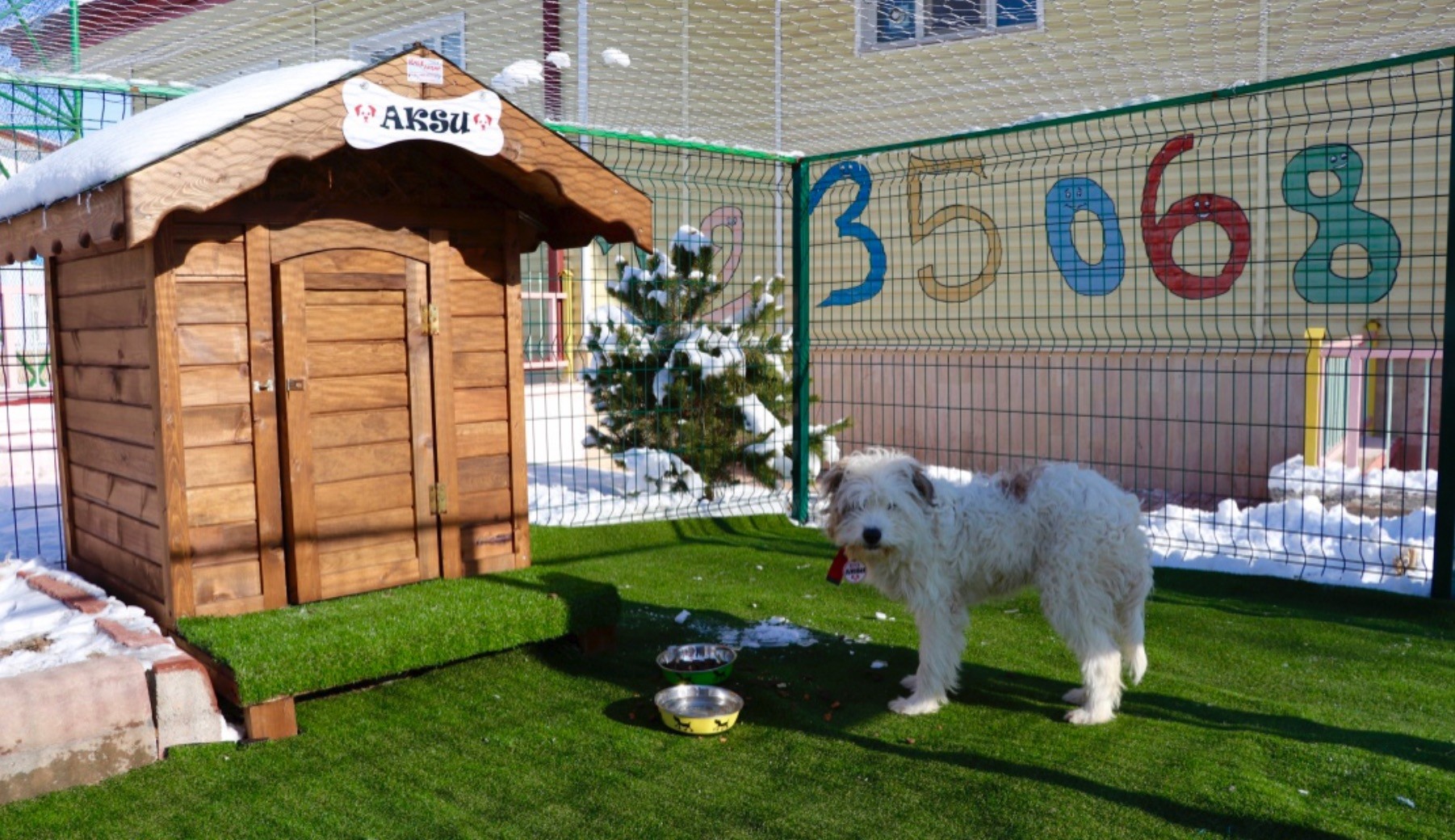 Dogs are fed in their new shelters built in schools.
