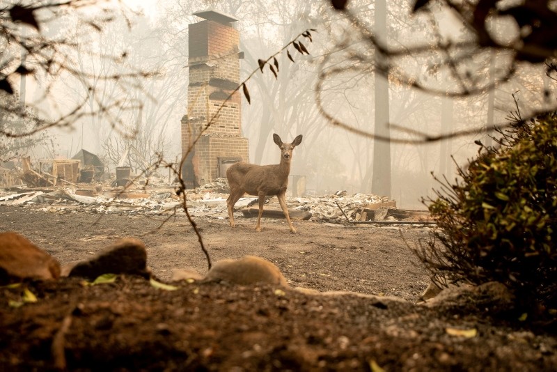 A deer looks on from a burned residence after the Camp Fire tore through the area in Paradise, California on Nov. 10, 2018.(AFP Photo)