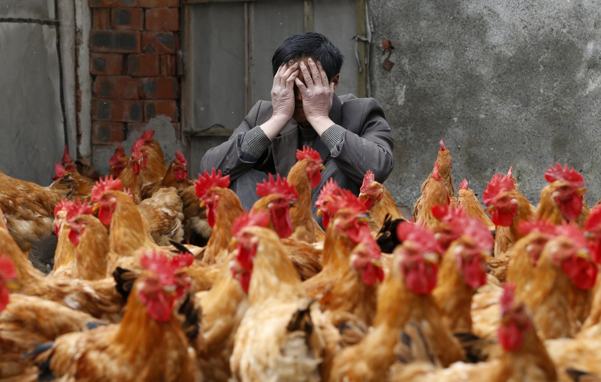 A breeder covers his face as he sits behind his chickens, which according to the breeder are not infected with the H7N9 virus, in Yuxin township, Zhejiang, on April 11, 2013. (REUTERS Photo)