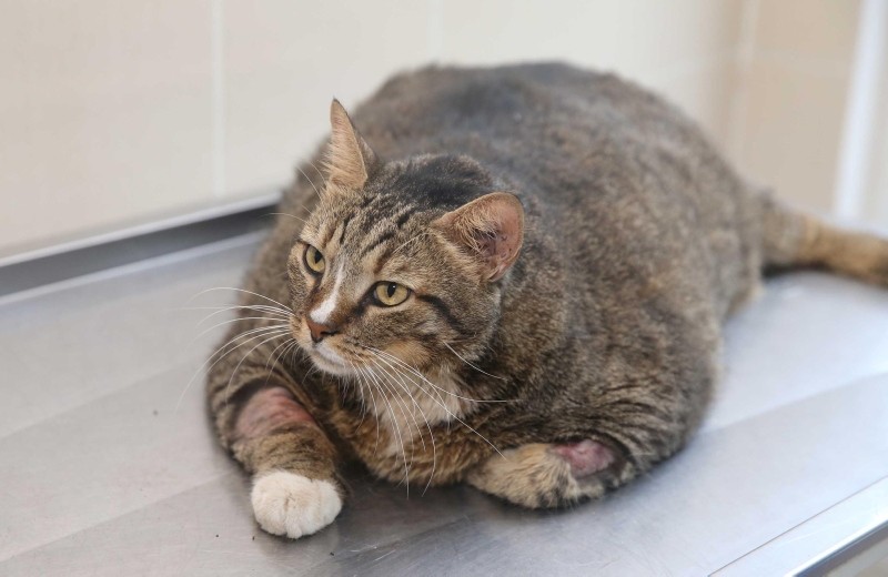 Obese stray cat Taci begins losing weight after starting diet Daily Sabah
