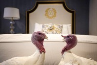 Bread and Butter, the national Thanksgiving turkey, and its alternate hang out in their room at the Willard Hotel after being introduced to members of the media during a press conference held by the National Turkey Federation, Washington, Nov. 25, 2019. (AFP)
