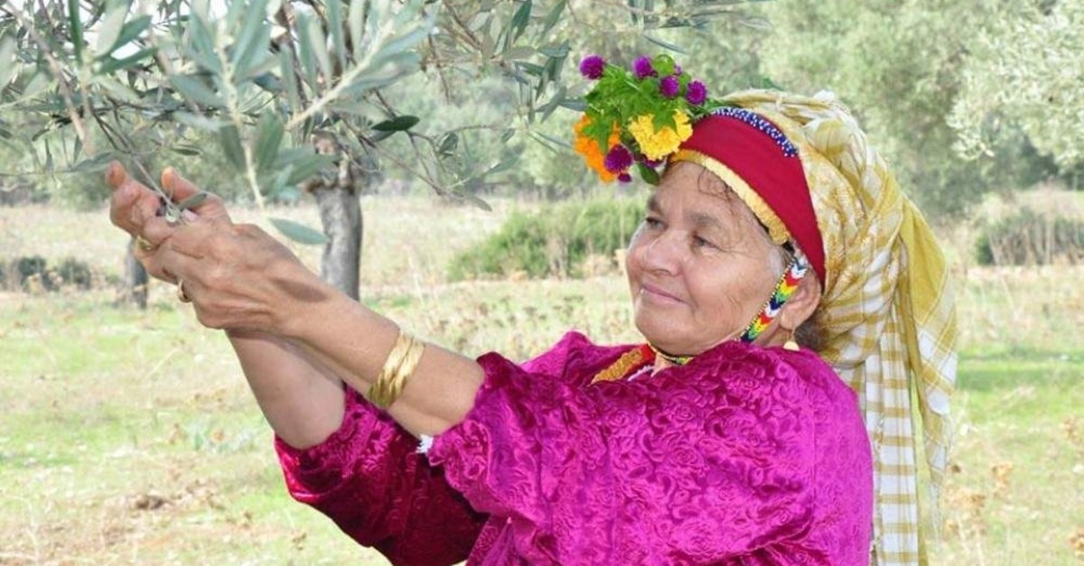 A local woman picks olives in Milas as a part of the town's harvest festivities last year. (DHA Photo)