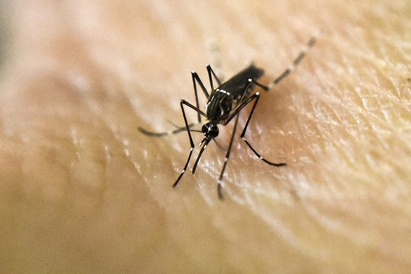 This file photo taken on January 25, 2016 shows an Aedes Aegypti mosquito photographed on human skin in a lab of the International Training and Medical Research Training Center (CIDEIM) in Cali, Colombia. (AFP Photo)