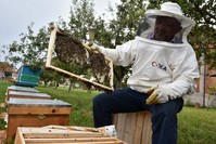 Beekeeping will help families in rural Kosovo earn extra income.