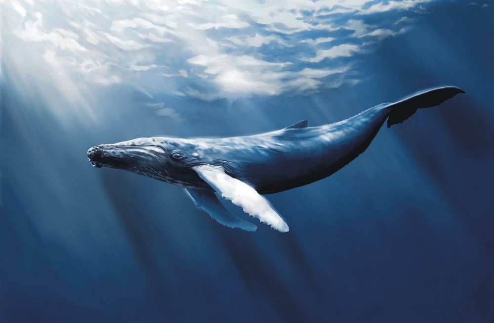 Blue Whale game, also known as the Blue Whale Challenge, consists of 50 horror missions such as watching a horror movie for a certain period of time, making scratches on arms or legs, listening to very loud music, seeing no one for a very long time.