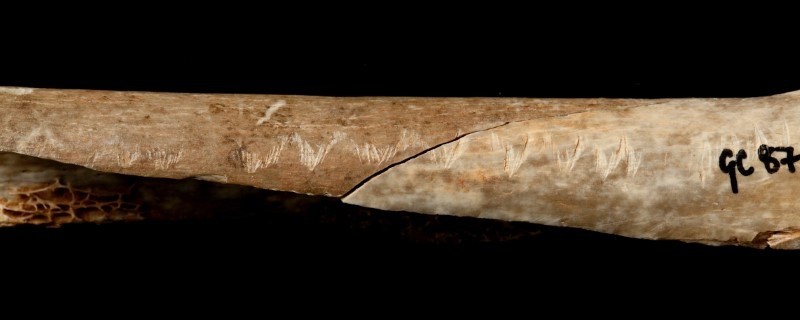 An Upper Palaeolithic engraved human bone associated with ritualistic cannibalism can be seen in this undated photo recieved from the Natural History Museum in London, August 9, 2017. (REUTERS Photo)