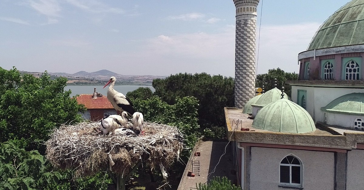 Storks are ubiquitous in Eskikaraau011fau00e7 throughout summer.