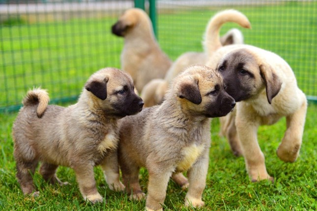 and the tr puppies kangal dogs in central turkey undergo gene research to preserve breed daily sabah and the tr puppies kangal dogs in central turkey undergo gene research to preserve breed daily sabah