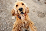 A dog awaits its new owner at an animal shelter. (DHA)