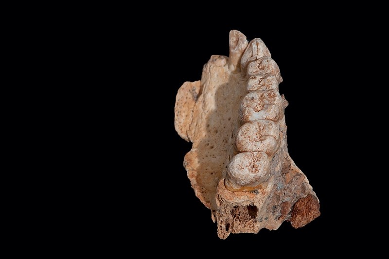 The left maxilla of human remains from Misliya Cave in Israel, the oldest remains of our species Homo sapiens found outside Africa, is shown in this handout photo released on January 25, 2018. (Reuters Photo)