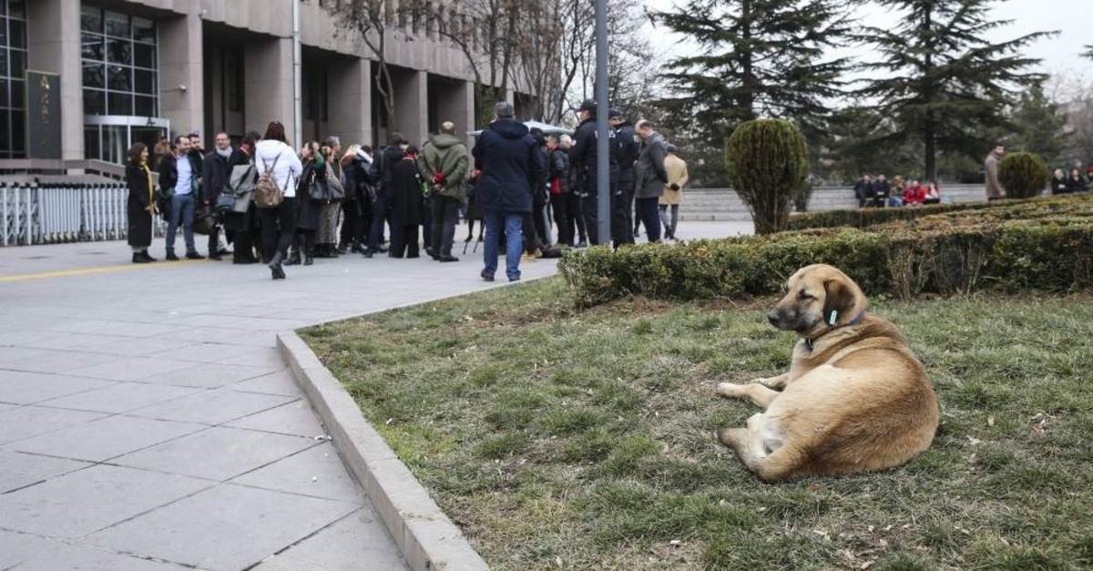 A dog rests outside the courthouse as animal rights activists gather for a statement after the trial, Ankara, Jan. 27, 2020. (AA Photo) 