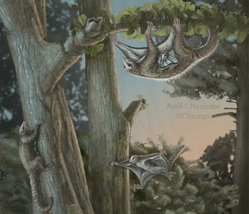 An artist's depiction of a mother and baby Maiopatagium suspended in roosting posture climbing a tree trunk in Jurassic forest, is shown in this July 31, 2017 handout photo (Reuters Photo)