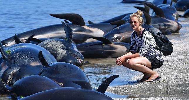 A member of the public looks at the dead Pilot whales during a mass stranding at Farewell Spit on February 11, 2017. (AFP Photo)