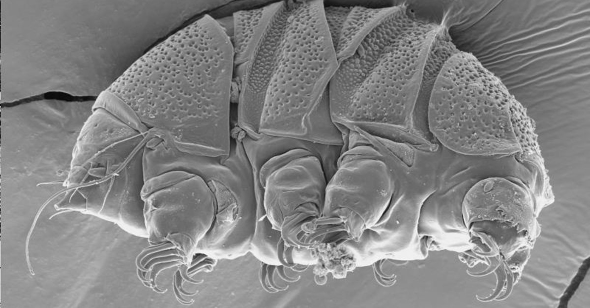 This undated electron microscope image provided by William Miller of Baker University in March 2019 shows a tardigrade of the class Heterotardigrada, also known as a ,water bear., (AP Photo)