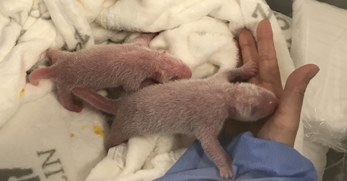 A handout picture made available on September 2, 2019 shows the new born panda twins after their birth on August 31, 2019 by their mother Meng-Meng at Berlin Zoo, Berlin, Germany. (Reuters Photo)
