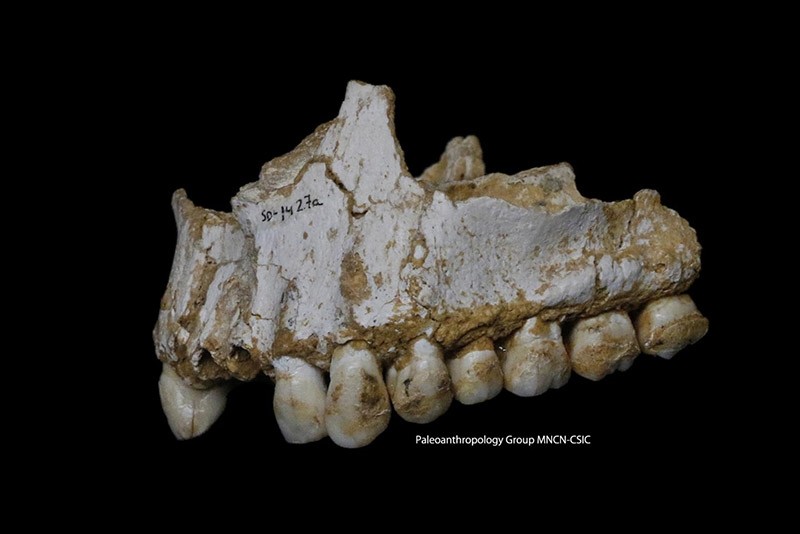 This photo provided by Paleoanthropology Group MNCN-CSIC  shows an El Sidron upper jaw: a dental calculus deposit is visible on the rear molar, right, of this Neanderthal. (AP Photo)