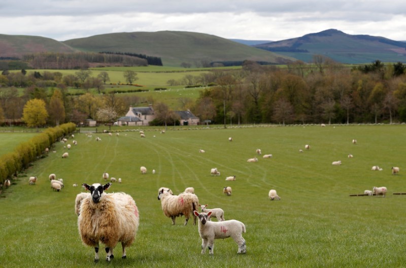 Sheep are seen on a farm near Melrose in the Scottish Borders, Scotland, Britain April 27, 2017. (Reuters Photo)