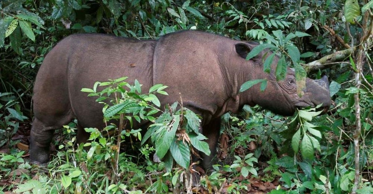 Ratu, a female Sumatran Rhinoceros, is seen at the Sumatran Rhino Sanctuary in the Way Kambas National Park, Lampung province, May 20, 2010. (Reuters Photo)