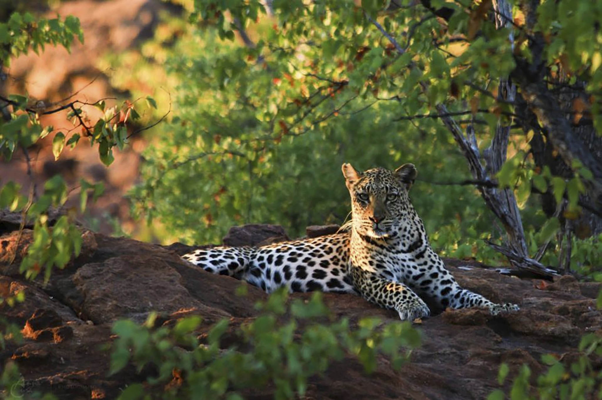 Illegal killing of leopards in the Soutpansberg Mountains has reduced their numbers by two-thirds in the last decade.