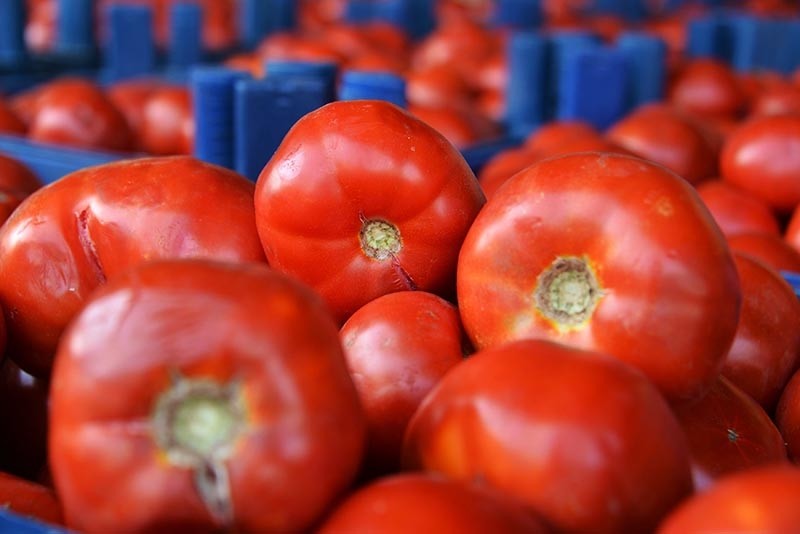 Tomatoes may repair lung disease, research reveals Daily Sabah