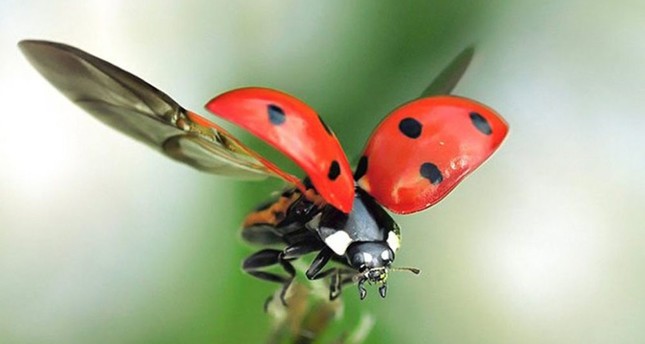 Superstitions Busted Ladybugs As Lucky Charms Daily Sabah