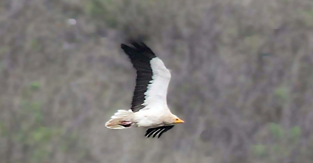 Egyptian vulture flies in Amasya skies.