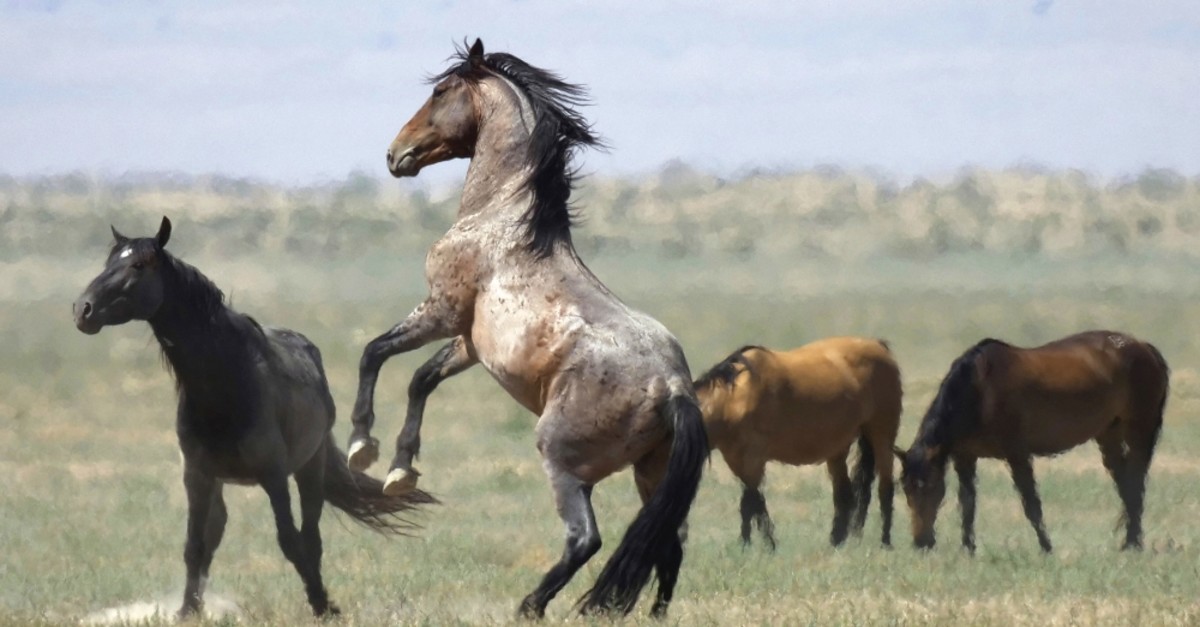 A wild horse jumps among others on Bureau of Land Management land near Salt Lake City, the U.S.