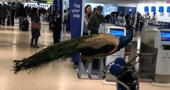 سيدة أمريكية تحاول اصطحاب طاووس معها على متن رحلة جوية