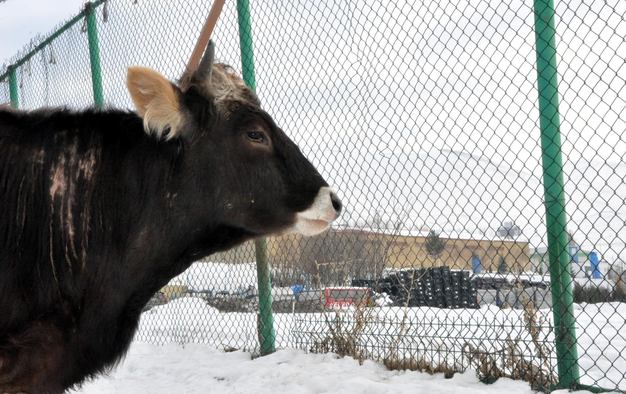 The cow gazes at the fences topped with barbed wire that surrounds its pen.